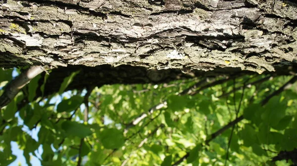 Casca de árvore em um contexto de folhas verdes — Fotografia de Stock