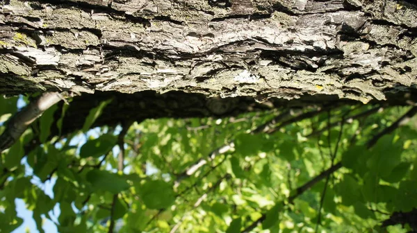 Corteza de árbol sobre un fondo de hojas verdes —  Fotos de Stock