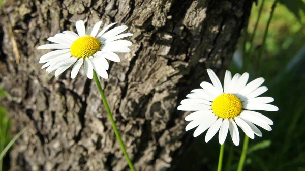 Deux marguerites sur fond de bois et d'herbe, fleurs blanches — Photo