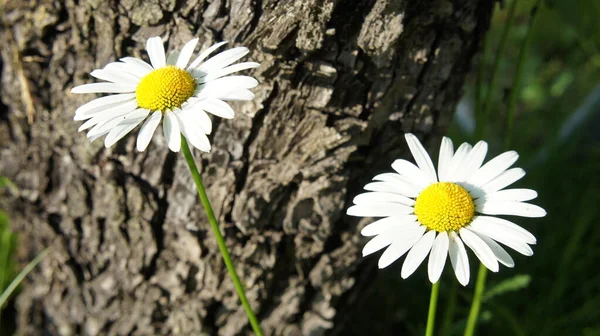 Ahşap ve ottan oluşan arka planda iki papatya, beyaz çiçekler