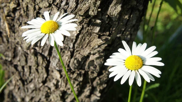 Dos margaritas sobre un fondo de madera y hierba, flores blancas —  Fotos de Stock