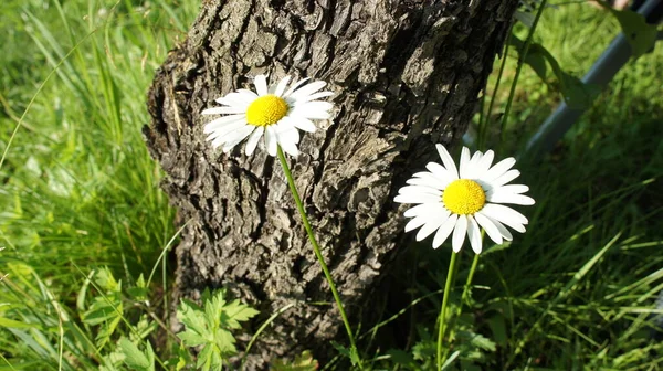 Дві ромашки на фоні дерева і трави, білі квіти — стокове фото