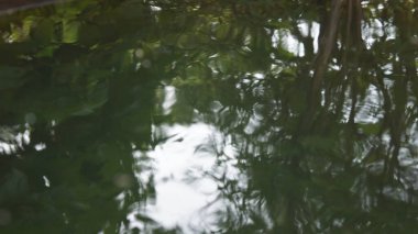 Orman göleti, ormanın sudaki yansıması.