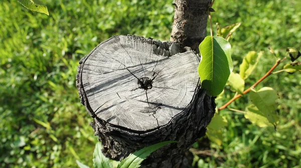 Ein alter gesägter Baum, ein Baumstumpf auf einer grünen Wiese — Stockfoto