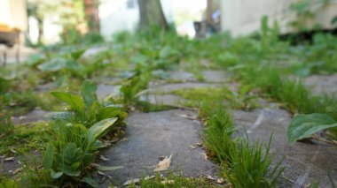 Fazla gelişmiş kaldırım taşları, bahçede bir patika.