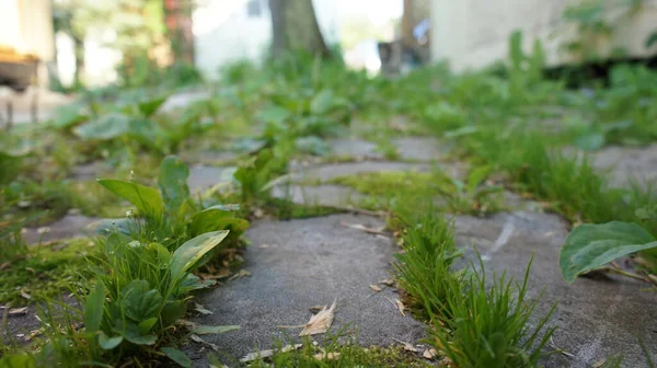 Fazla gelişmiş kaldırım taşları, bahçede bir patika.