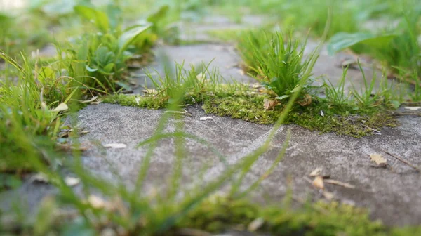 Pedras de pavimentação cobertas, um caminho no jardim — Fotografia de Stock