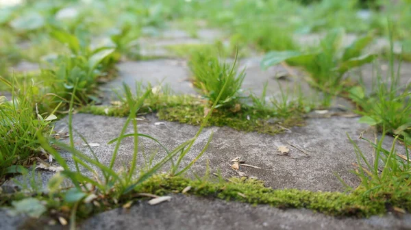 庭の道である舗装石が生い茂り ストック写真