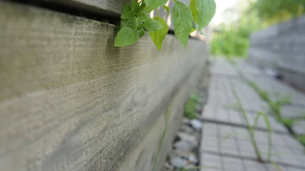 Yataklar arasındaki patika, bahçedeki kaldırım taşları
