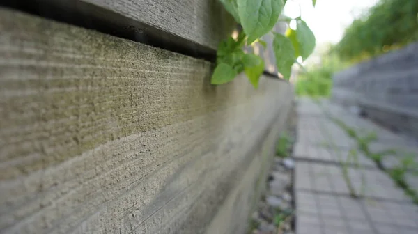 Bahçedeki yatakların arasında taşlar, bahçedeki patika..