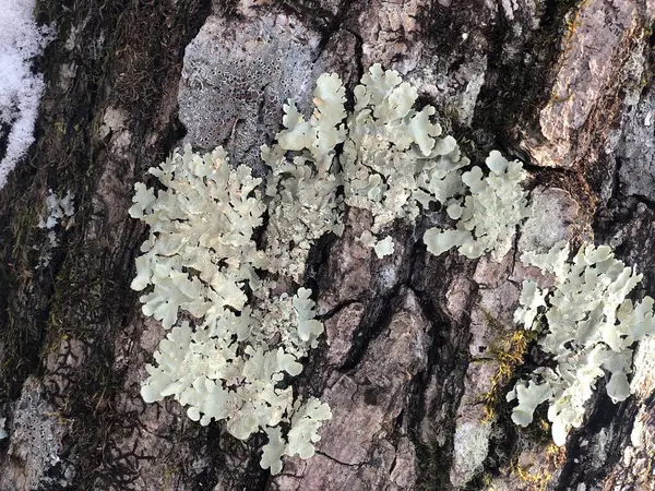 Bark of an old tree in winter — 图库照片