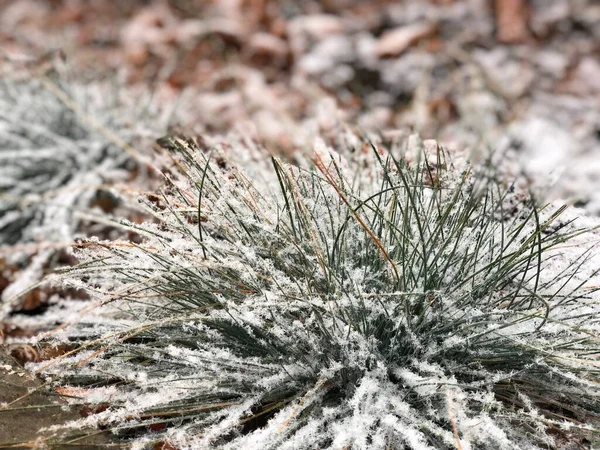 Трава взимку на снігу, рослина на снігу — стокове фото