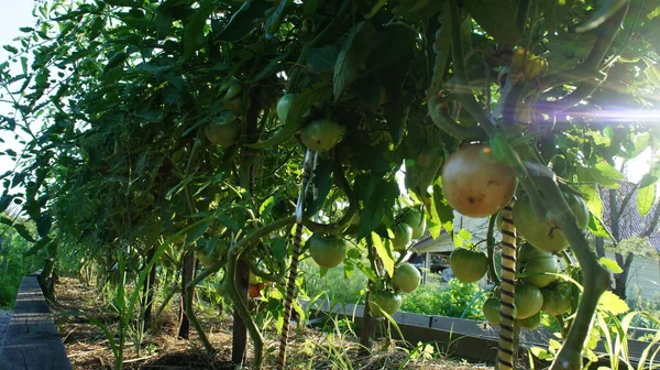 Domatesli çalılar, bahçede büyüyen domatesler