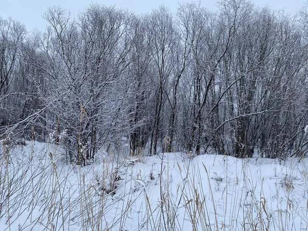 Kış ormanı, kardaki ağaçlar, dallardaki don.