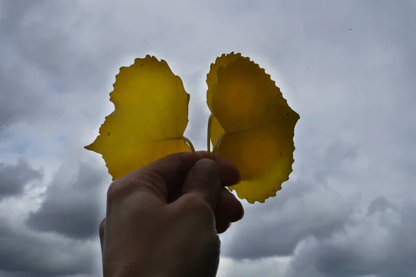 Homme Tient Des Feuilles Jaunes Contre Ciel Nuageux Beaucoup Nuages — Photo