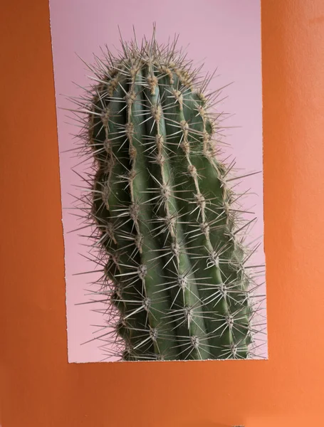Gran Cactus Espinoso Encuentra Detrás Marco Color Naranja Cactus Una — Foto de Stock