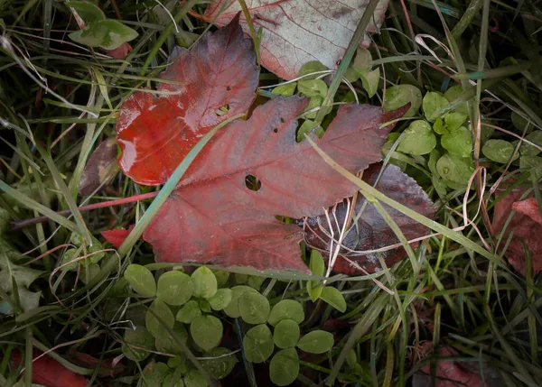 Frunză Toamnă Pământ Plantă Aceeași Culoare Natură Condiții Naturale — Fotografie, imagine de stoc