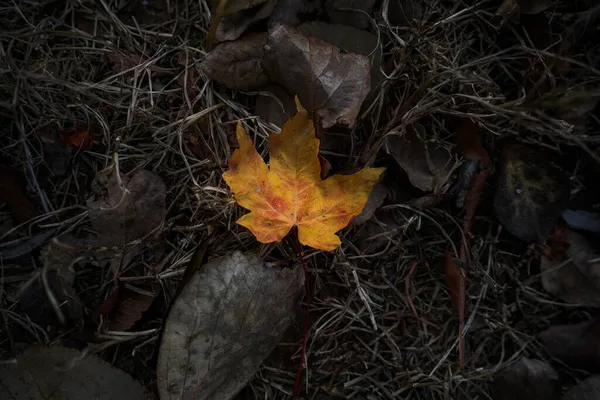 地面に一枚の紅葉 自然条件下で同じ色の植物 — ストック写真