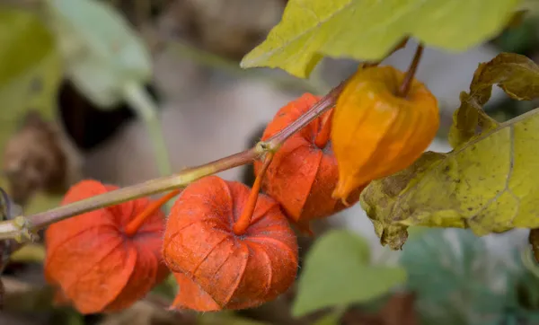 Fleur de physalis jaune et orange vif sur un parterre en automne par temps ensoleillé. — Photo