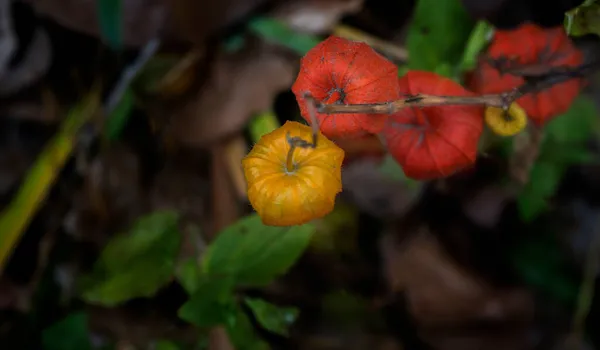 가을에 꽃이 피는 밝은 오렌지색 과 노란색의 폐기종은 화창 한 날씨에 꽃이 핀다. — 스톡 사진