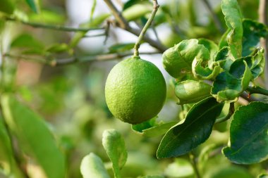 Limon bahçesinde taze yeşil limon