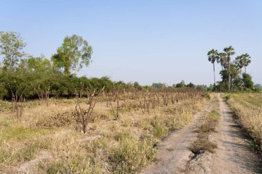 Jujube ağacının bahçesi kesildi ve yapraklar.