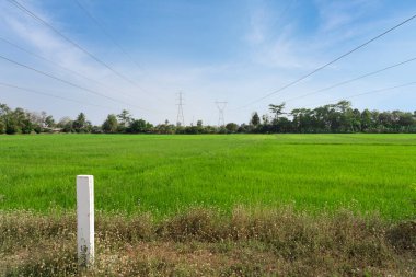Yeşil pirinç tarlaları, yüksek voltaj direkleri ve mavi gökyüzü bulutları..