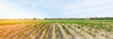 Yucca çiftliği ve gökyüzü. Cassava tarım konsepti