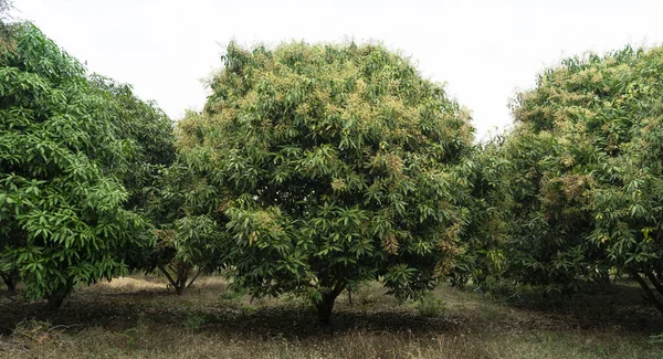 Mangó Fák Mangó Gyümölcsösök Amelyek Betakarítási Időszakban Virágoznak — Stock Fotó