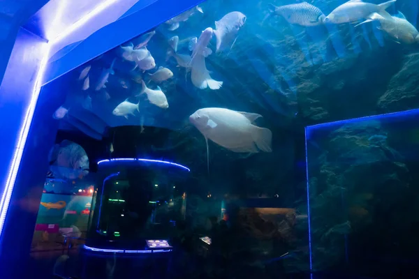Fische Aquariumumumgebung Konzept Für Süßwasseraquarien — Stockfoto