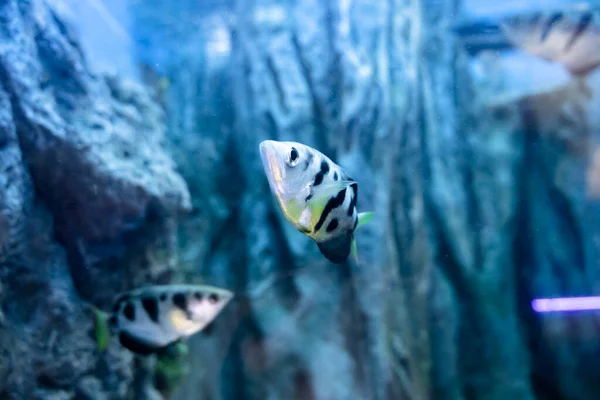 Gewöhnlicher Bogenfisch Aquarium Süßwasserfische — Stockfoto