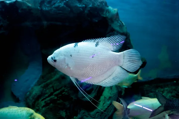 Cichlid Pescado Blanco Acuario Peces Agua Dulce — Foto de Stock