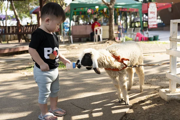 アジア系の男の子がミルクボトルで羊に餌をやる 農場の子羊は子供の手から食べる — ストック写真