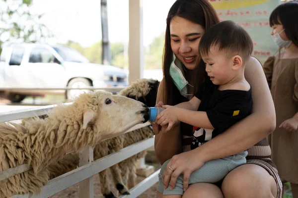 若い女性と彼女の小さな息子幸せ給餌羊 — ストック写真