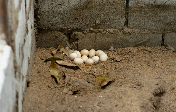 Куриные Яйца Земле Дворе — стоковое фото