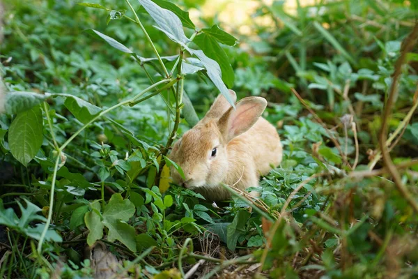 Корисний Кролик Зеленій Траві Солодкий Пухнастий Кролик Влітку — стокове фото