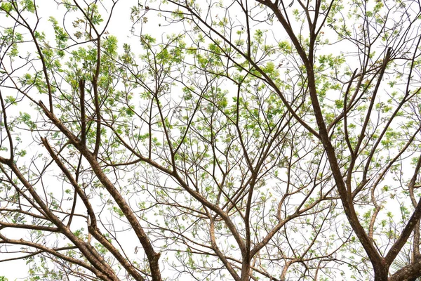 Beyaz arkaplanda yeşil yaprak ve dallar