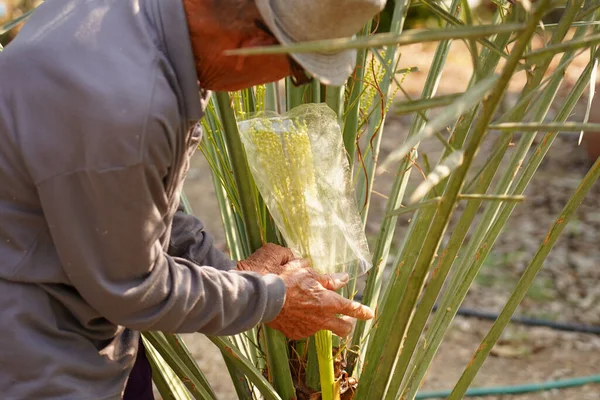 Gärtner Bestäuben Die Palmen Dattelpalme Bestäubung Dattelpalme Blumen — Stockfoto