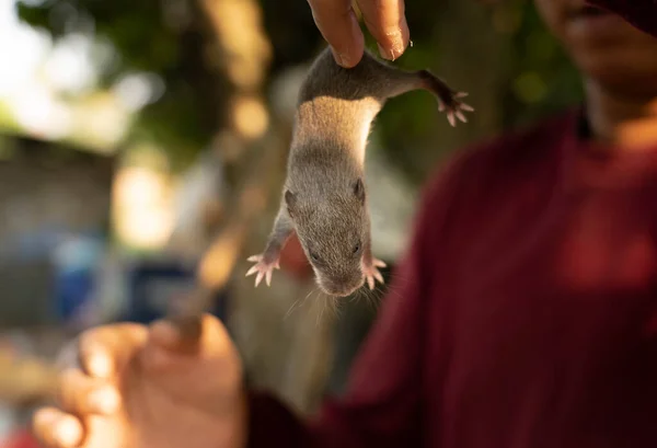 Jong Vangen Een Kleine Bruine Rat — Stockfoto