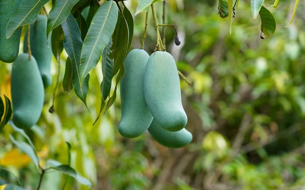 Świeże Zielone Mango Drzewie Ogrodzie Okresie Zbiorów — Zdjęcie stockowe