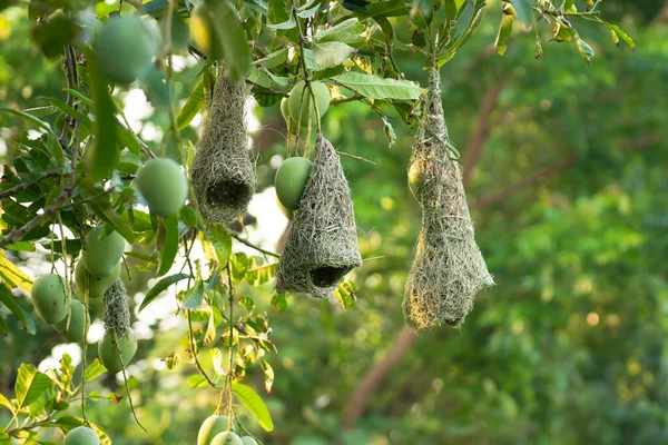 Gniazdo Ptaka Finch Drzewie Mango — Zdjęcie stockowe