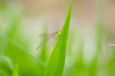 Yeşil iğne yusufçuk yaprağın üzerinde küçük bir böcek yiyor. İğne yusufçuğu avı. küçük böcek
