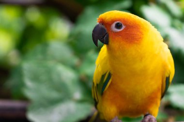 Yakın plan sarı muhabbet kuşu, yeşil arka planlı, tahtaya tünemiş. Sevimli evcil kuş konsepti