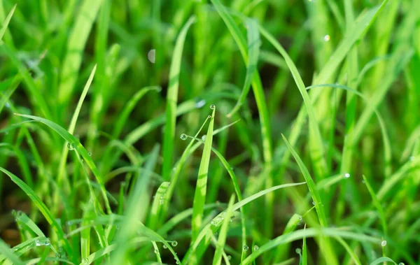 Schöne Morgendliche Natur Tau Tropfen Klare Wassertropfen Auf Dem Gras — Stockfoto