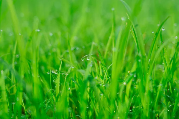 Güzel sabah çiy damlaları. Çimenlerin üzerinde temiz su damlacıkları, yeşil yaprağın üzerinde su damlası