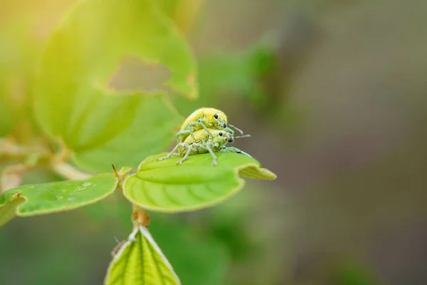 Grüner Rüsselkäfer Oder Schnauzer Die Sich Auf Jujube Bäumen Brüten — Stockfoto