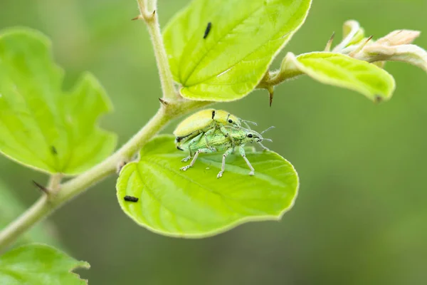 Gorgulho Verde Focinho Que Reproduzem Jujubas Gorgulho Verde Gorgulho Focinho — Fotografia de Stock