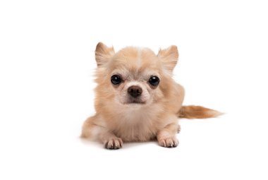 Beyaz bir arka planda oturan tatlı kahverengi bir chihuahua..