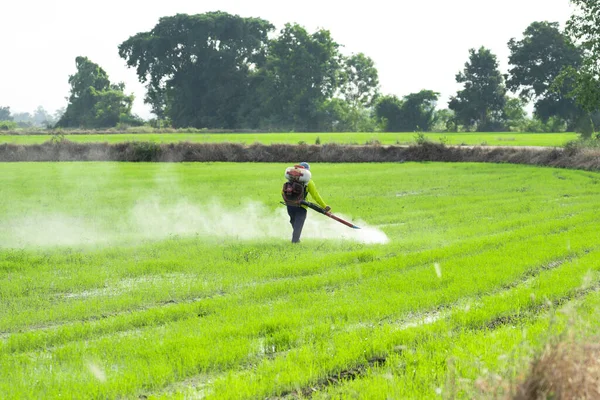 Bauern Versprühen Herbizide Oder Pestizide Auf Reisfeldern Landwirtschaft Und Agrarindustrie — Stockfoto