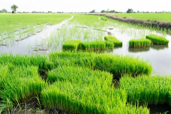 Reissämlinge Auf Den Feldern Sich Auf Den Anbau Des Bauern — Stockfoto
